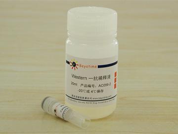 Caspase-8抗体(兔多抗)